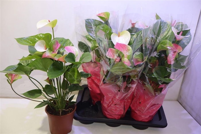 <h4>arr8 Anthu An Fantasy Lov</h4>