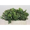 Pittosporum Ilan