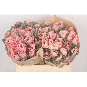 Anemone Powder Salmon