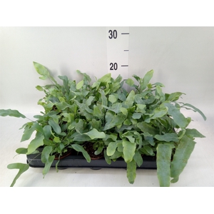 Phlebodium aureum 'Blue Star'
