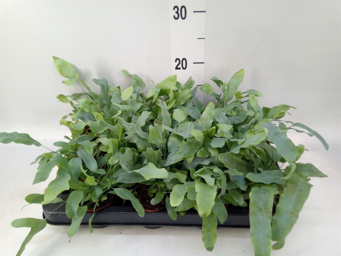 <h4>Phlebodium aureum 'Blue Star'</h4>