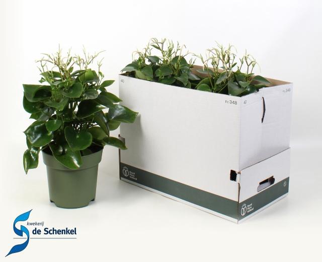 <h4>PEP POLYBOT RAINDROP</h4>