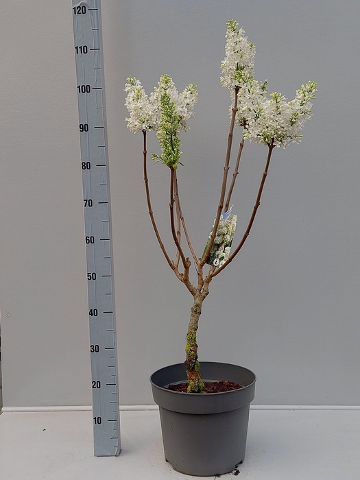 <h4>SYRI VULGARIS</h4>