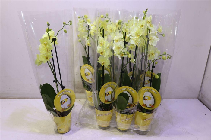 <h4>arr8 Phal Wonder Yellow</h4>