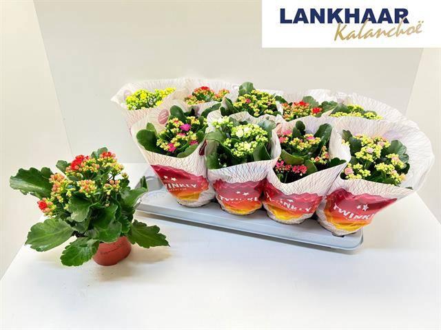 <h4>KAL GE PERF GEM 5 KL</h4>