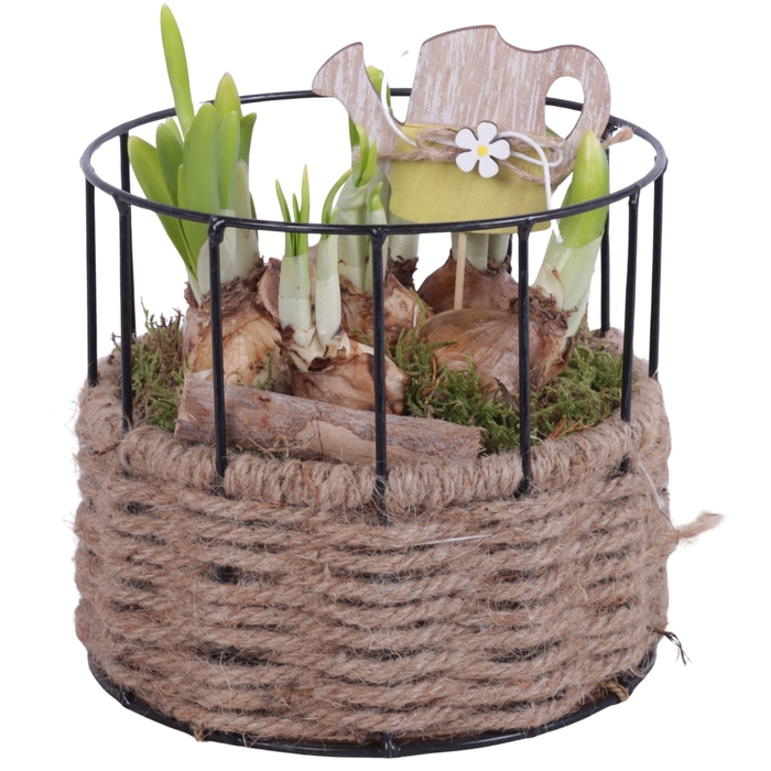 <h4>Bulbs Arr. Narcis Metal Frame Rope Pot Round Ø17cm</h4>