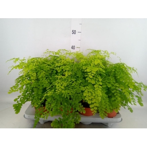Adiantum raddi. 'Fragrans'