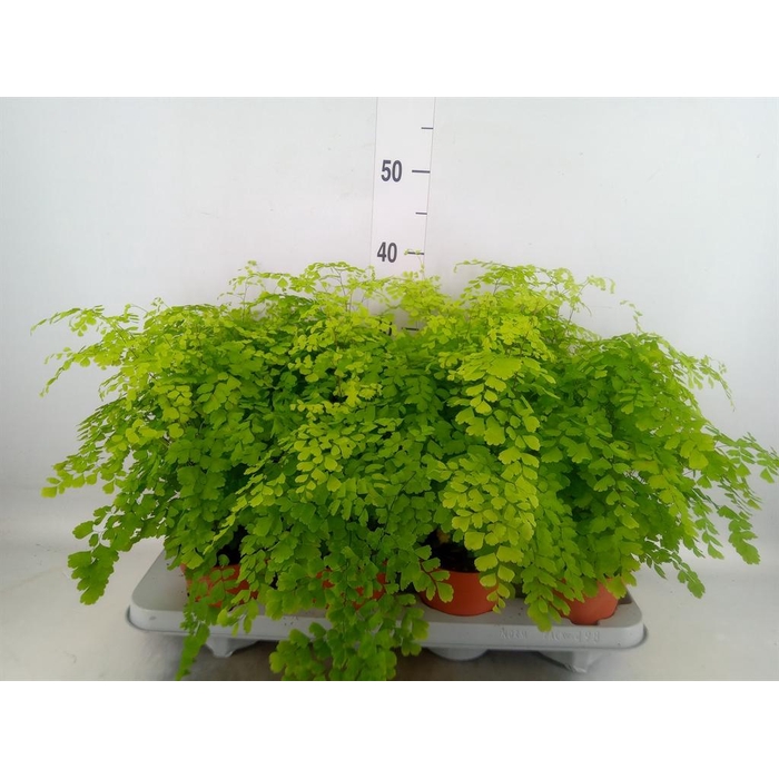 <h4>Adiantum raddi. 'Fragrans'</h4>