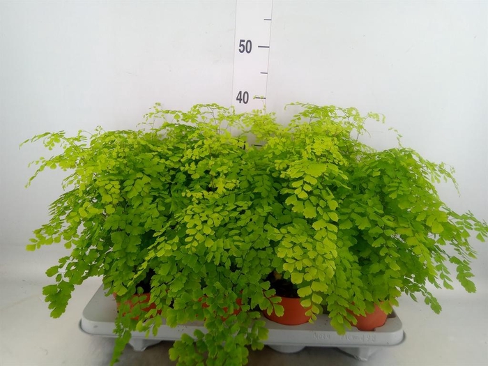 <h4>Adiantum raddi. 'Fragrans'</h4>