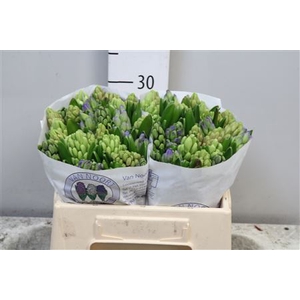Hyac Gem 5 Kleuren