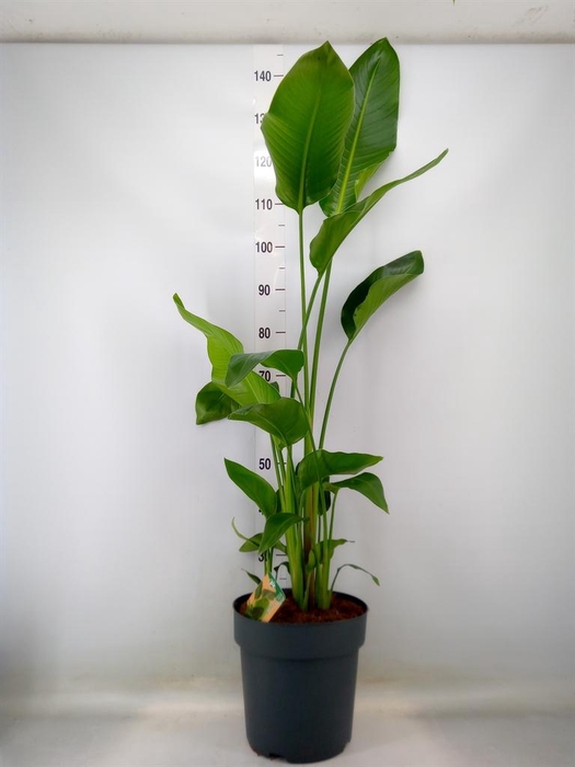 <h4>Strelitzia nicolai</h4>