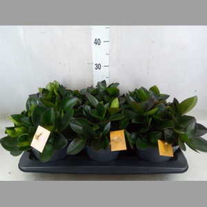 Peperomia clusiifolia 'Red Margin'