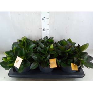 Peperomia clusiifolia 'Red Margin'