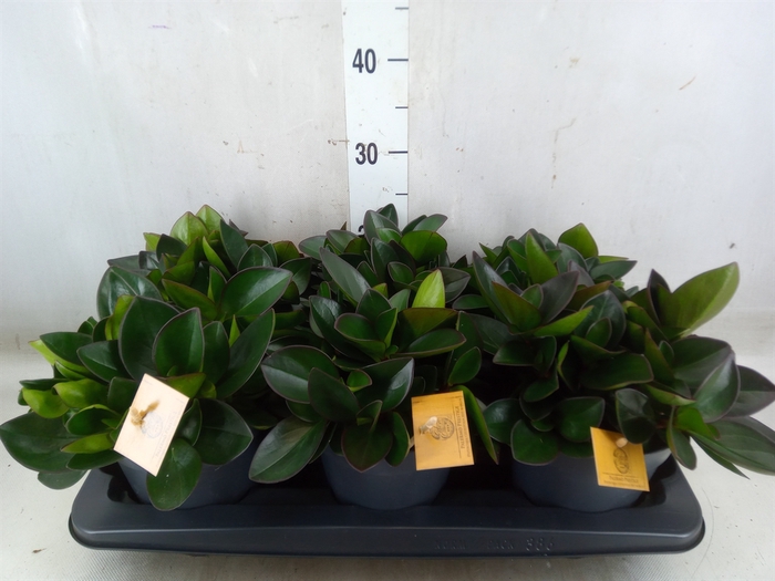 <h4>Peperomia clusiifolia 'Red Margin'</h4>