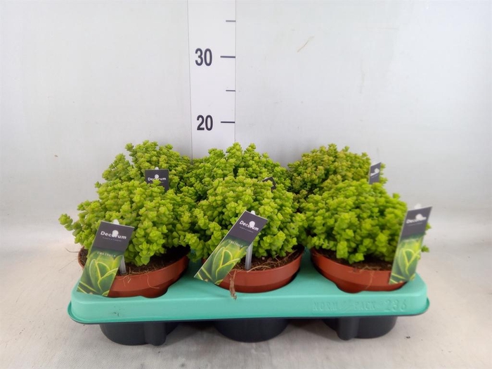 <h4>Crassula   ...</h4>