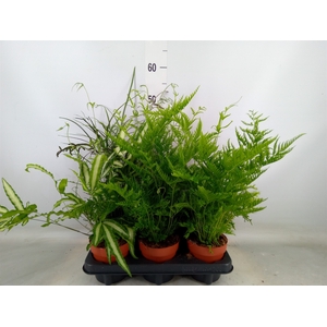 Pteris   ...mix