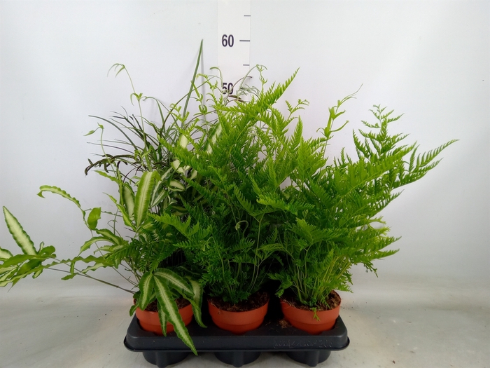 <h4>Pteris   ...mix</h4>