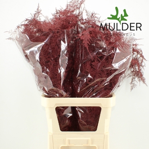 Asp Klb H% L. Getopt Bordeaux