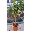 Citrus hystrix