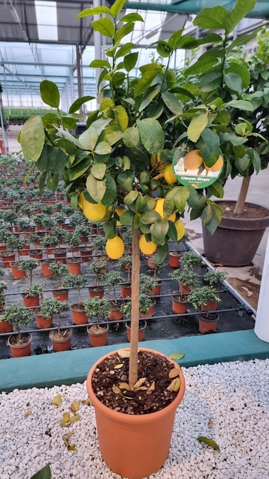 Citrus hystrix