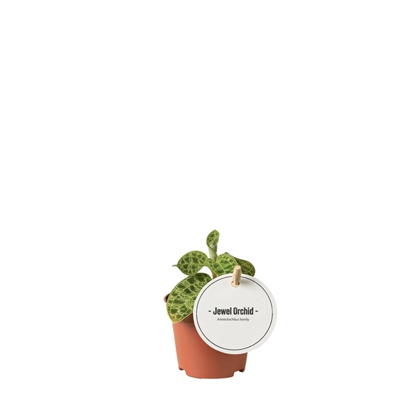 <h4>Jewel Orchid</h4>
