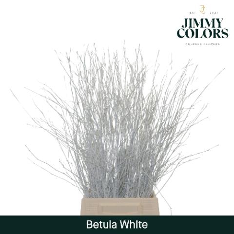 <h4>Betula L70 White</h4>