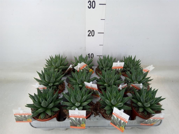 <h4>Haworthia   ...</h4>