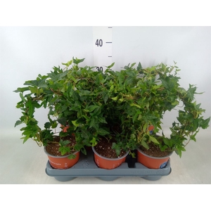 Hedera helix 'Shamrock'