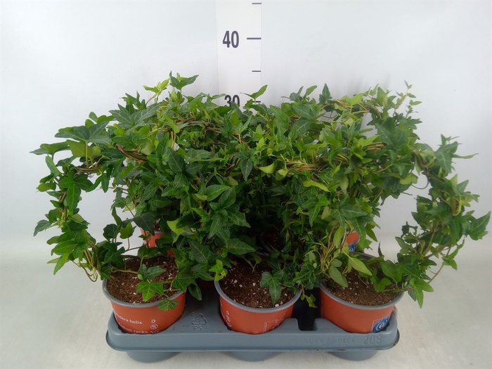 <h4>Hedera helix 'Shamrock'</h4>