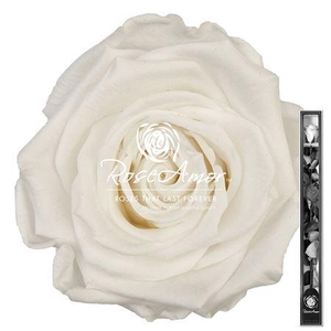 60cm Stem Whi01