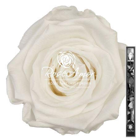 <h4>60cm Stem Whi01</h4>