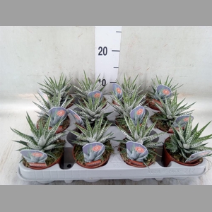 Haworthia fasciata 'Alba'