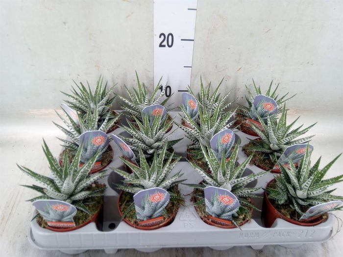 <h4>Haworthia fasciata 'Alba'</h4>