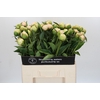 Paeonia Pink Snow