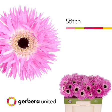 <h4>Ge Gs Stitch+</h4>
