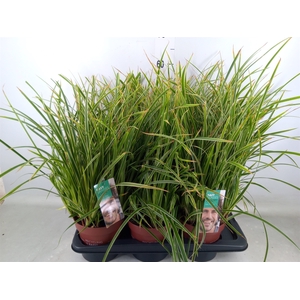 Carex morrowii 'Ice Dance'