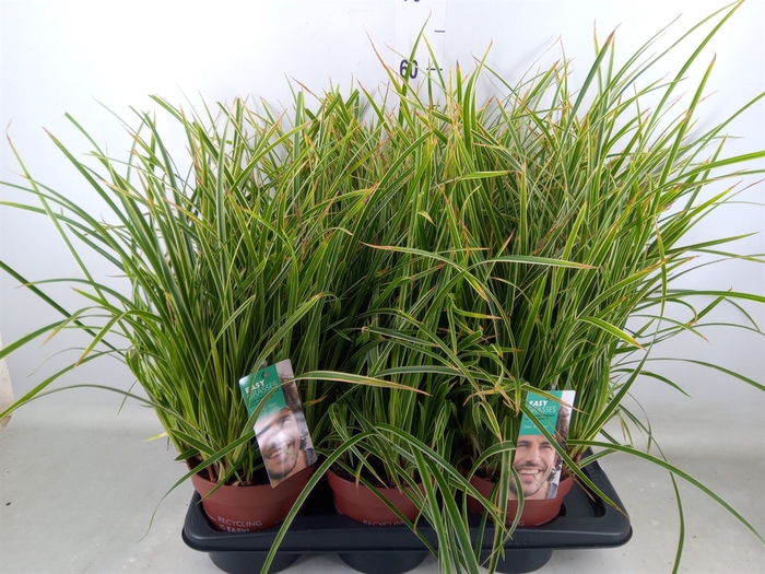 <h4>Carex morrowii 'Ice Dance'</h4>
