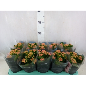 Kalanchoe blos. 'Serenity Peach'