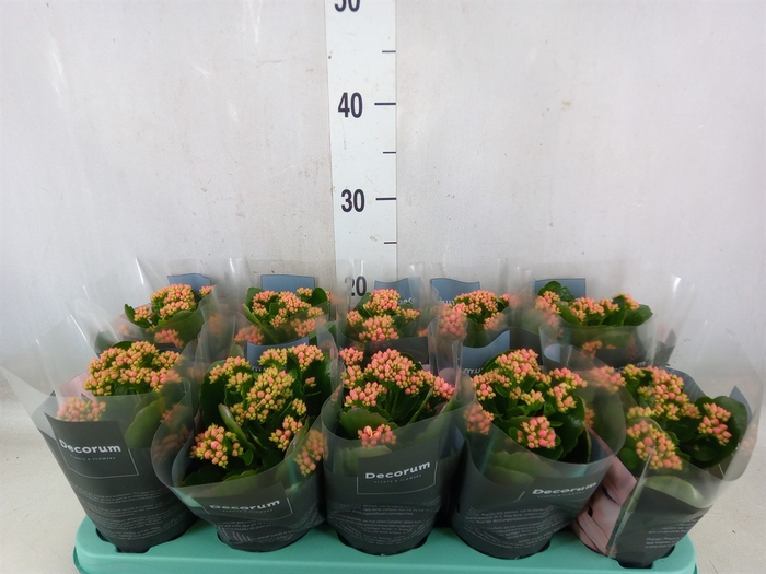 <h4>Kalanchoe blos. 'Serenity Peach'</h4>