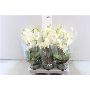PHAL BOQUETTO WHITE 3-5 TAK