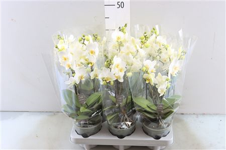 <h4>PHAL BOQUETTO WHITE 3-5 TAK</h4>