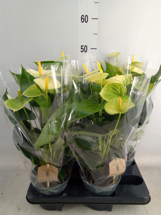 <h4>Anthurium andr. 'Vanilla'</h4>