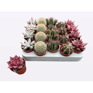 CACTUS + SUCCU GEM