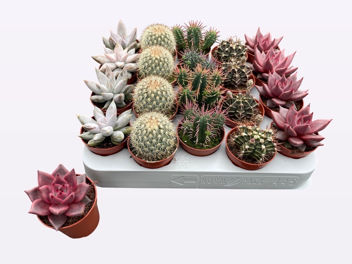 <h4>CACTUS + SUCCU GEM</h4>