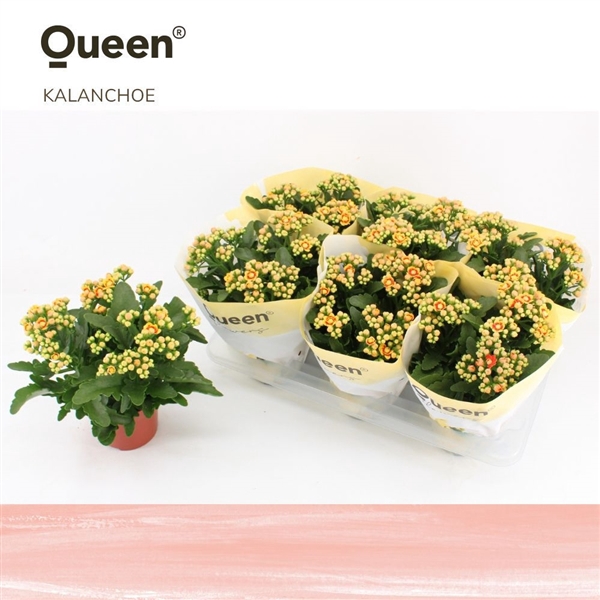 Kalanchoe Lausanne Geel/Rood P14 Queen