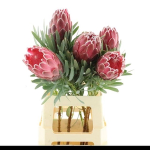 PROTEA VENUS