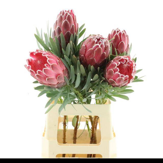 <h4>PROTEA VENUS</h4>