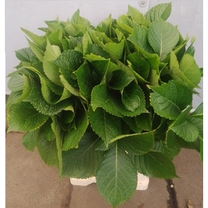 HYDR MACROPHYLL BLAD