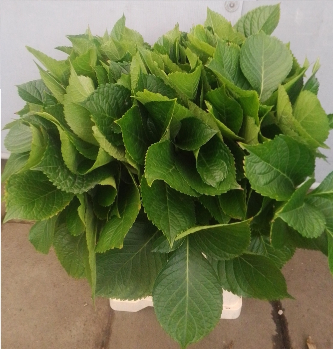 <h4>HYDR MACROPHYLL BLAD</h4>
