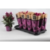 Cel Deep Purple